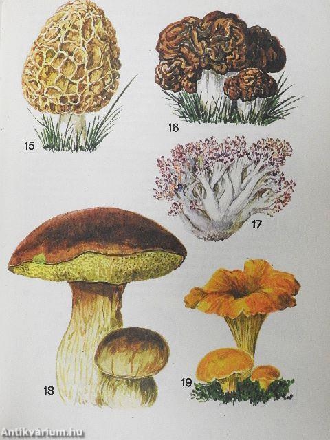 Kis növényhatározó