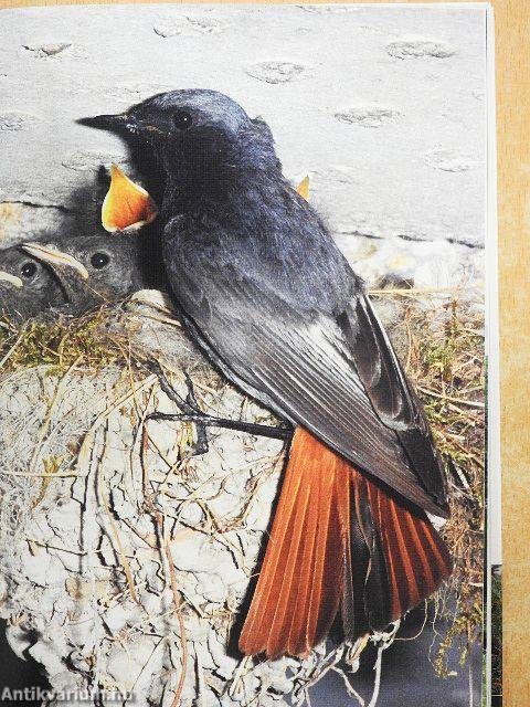 Mozaikok a természetből