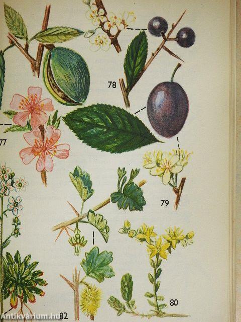 Kis növényhatározó