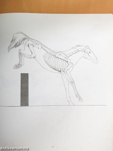 Anatomische Zeitchenschule