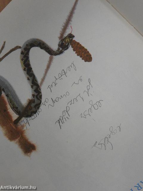 Az öreg erdő meséiből