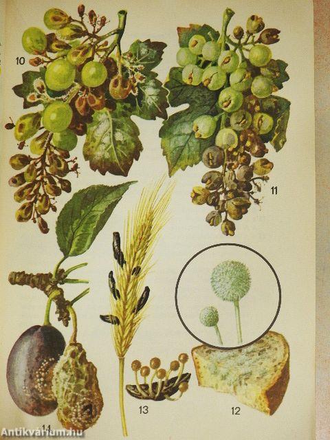 Kis növényhatározó