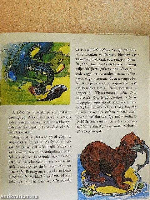 Fészkek, odúk, bölcsők