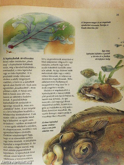 Ezerarcú állatvilág