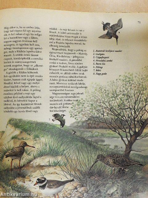 Ezerarcú állatvilág