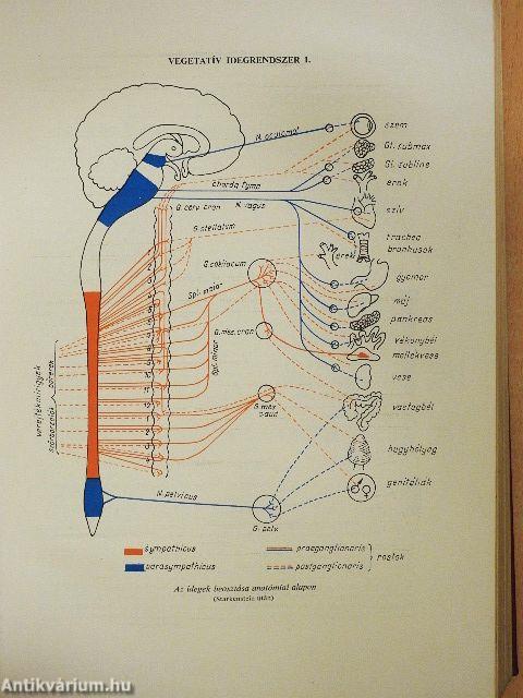 Állatorvosi gyógyszertan