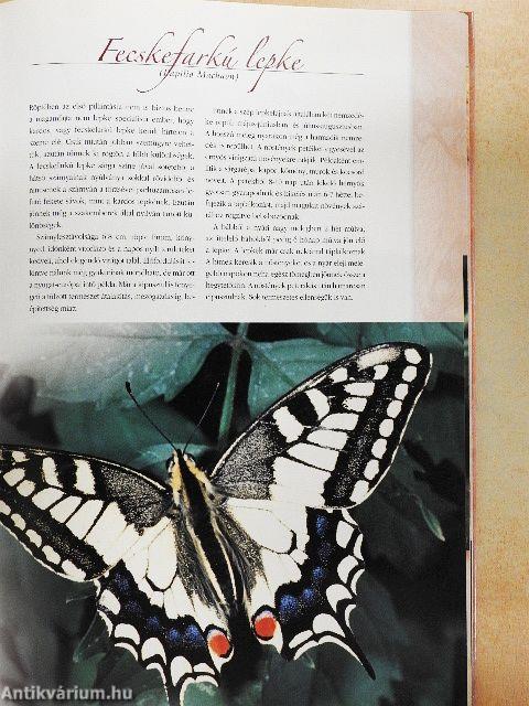 Magyarország legszebb pillangói