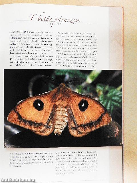 Magyarország legszebb pillangói