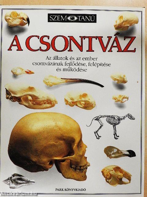 A csontváz