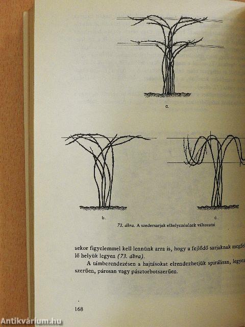 Bogyósgyümölcsűek