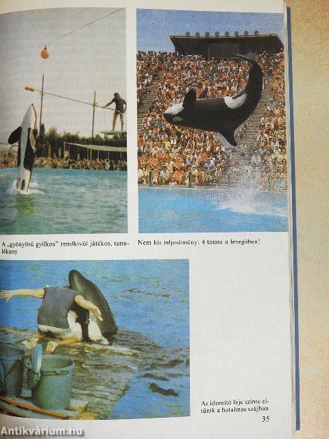 Búvár évkönyv 2.