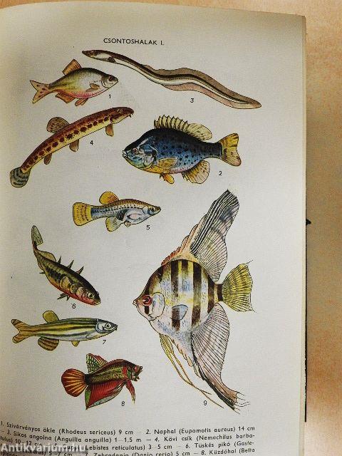 Természettudományi Kislexikon A-Z