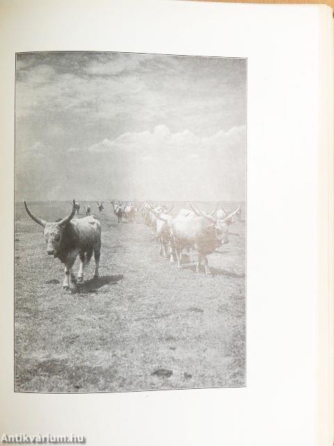 Magyar föld, magyar faj I-IV.