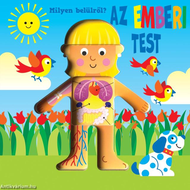 Milyen belülről? - Az emberi test