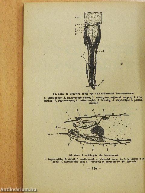 Összehasonlító állatszervezettani gyakorlatok