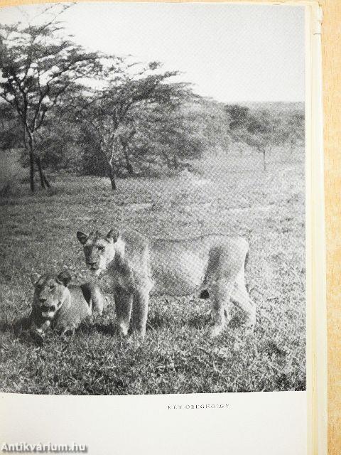 Afrikai tábortüzek