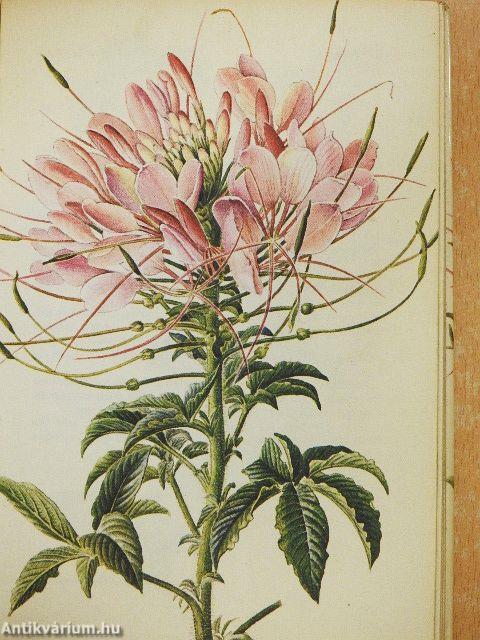 Taschenatlas der Sommerblumen