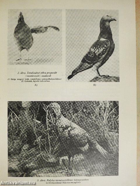 Állatpreparátumok készítése