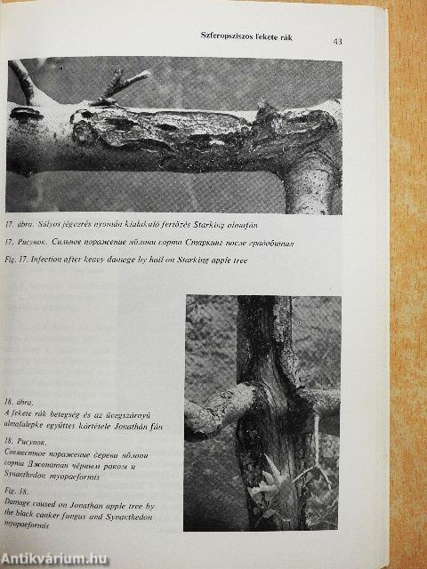 A gyümölcsfák korai elhalását okozó gombás betegségek