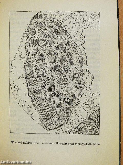 Az élet és a halál