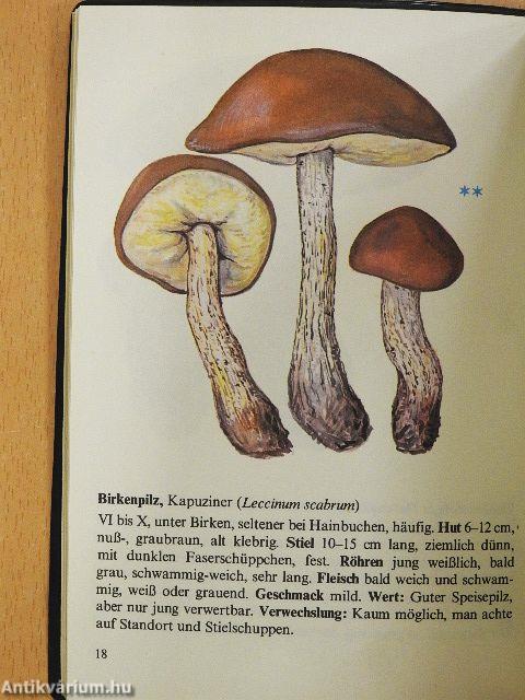 Pilze: Essbar oder giftig?