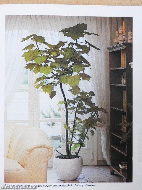 Magas növésű szobanövények