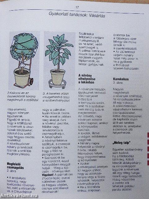 Magas növésű szobanövények