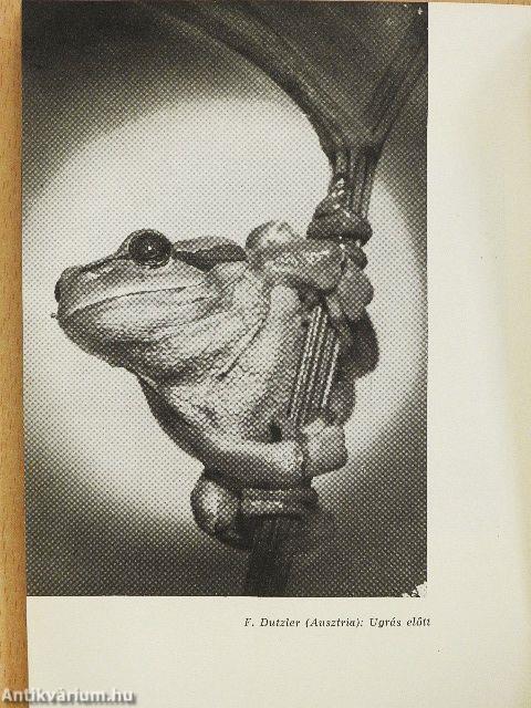 Nemzetközi Fotoszalon Miskolc, 1962