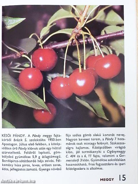 A gyümölcsfajtákról