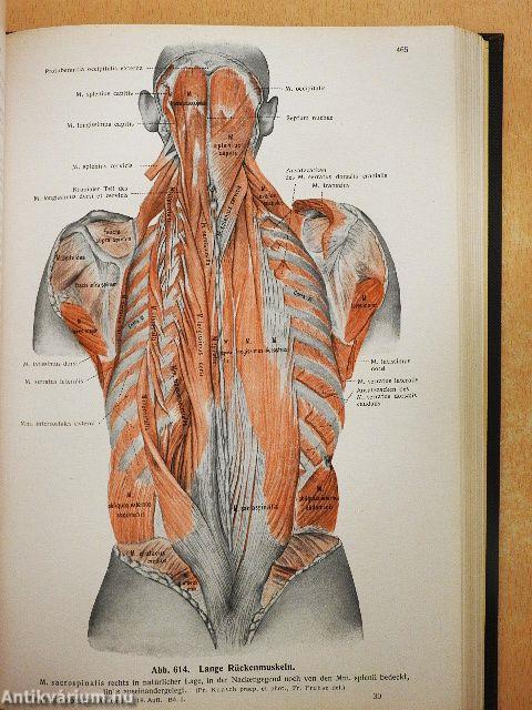 Lehrbuch und Atlas der Anatomie des Menschen I.