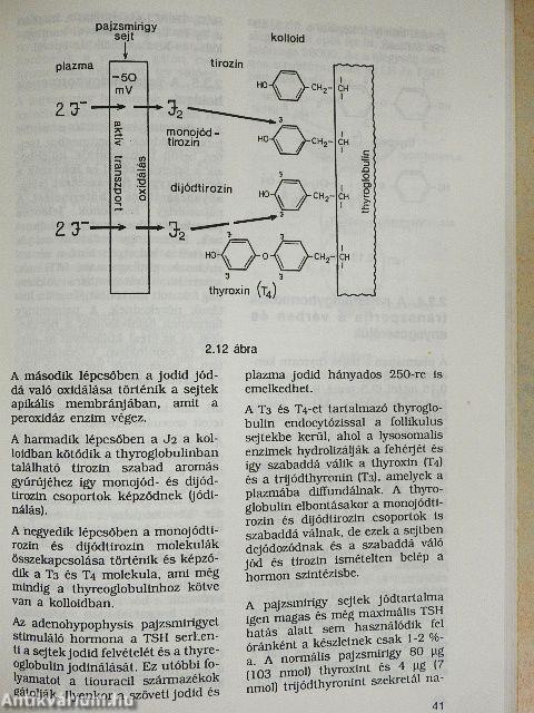 Az anyagcsere és endokrin rendszer élettana, általános kórtan