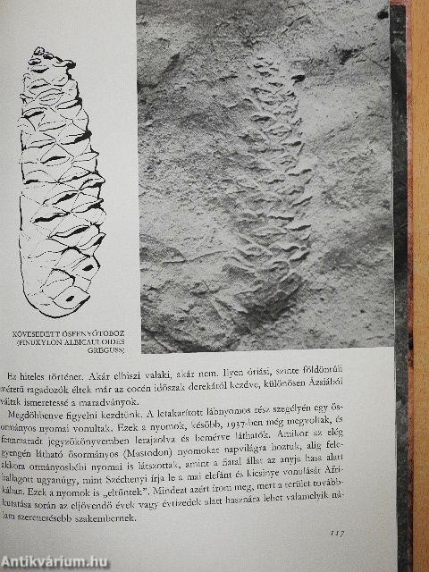 Expedíció az időben