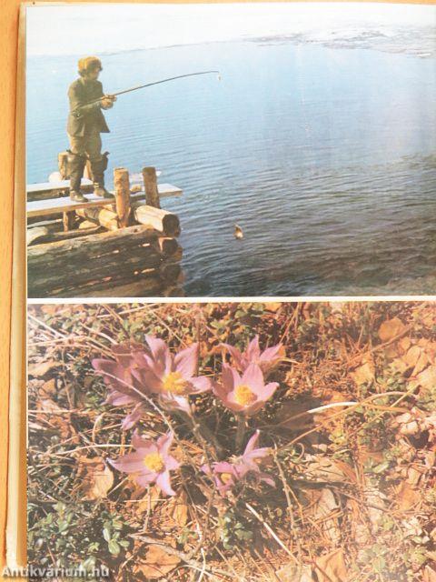 Fekete coboly, barnamedve