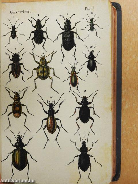 Coléoptéres