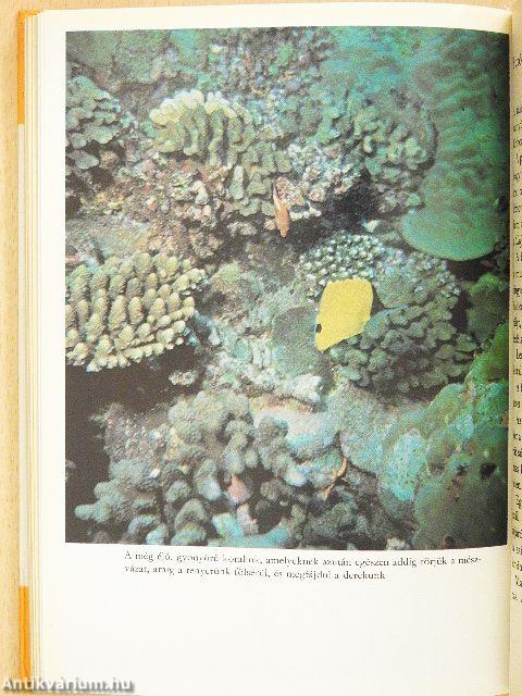 Kincskeresés a tenger mélyén