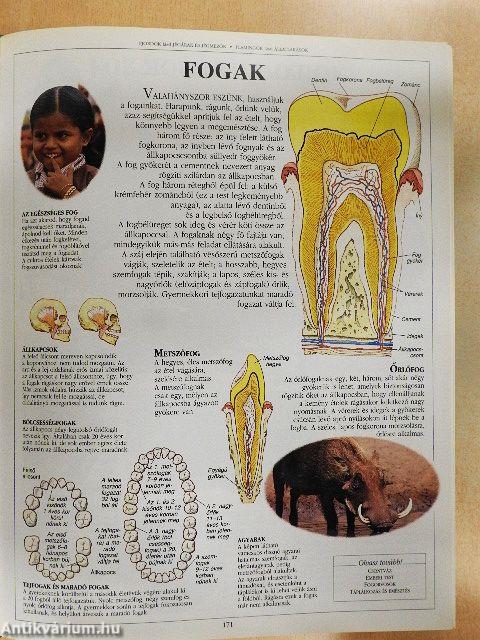 Képes gyermekenciklopédia
