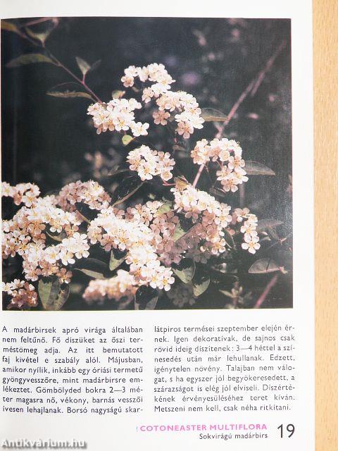 A virágos díszcserjékről