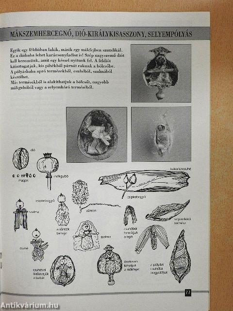 Termésbábok mindenkinek