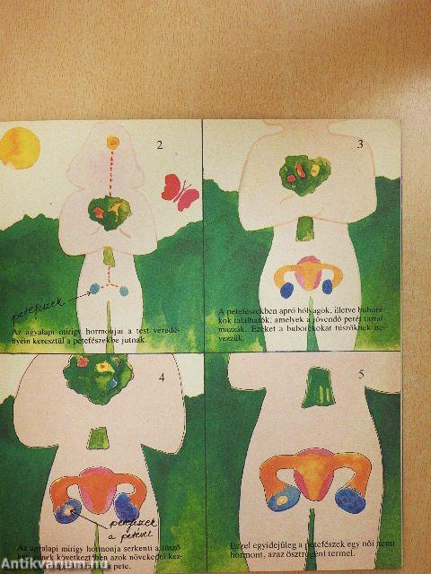 Az első menstruáció