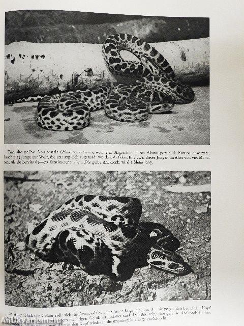 Aus dem Leben der Reptilien