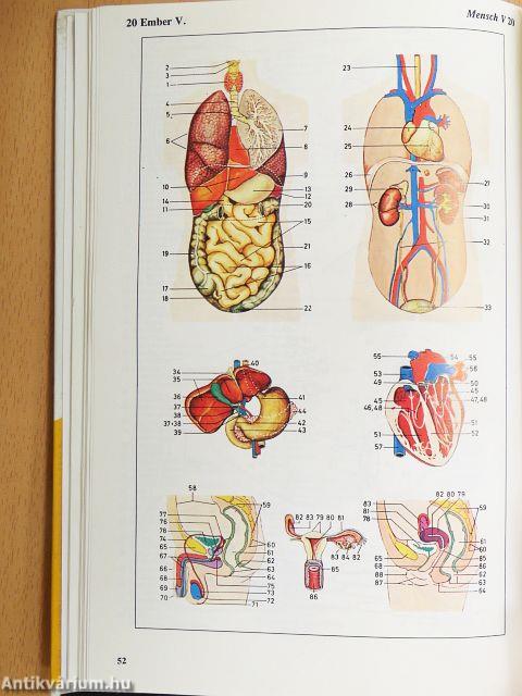 Oxford Duden magyar-német képes szótár