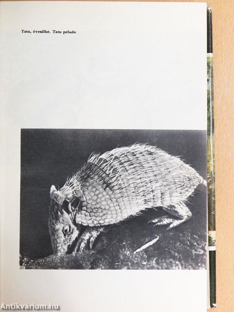 Pálmakunyhó az őserdőben