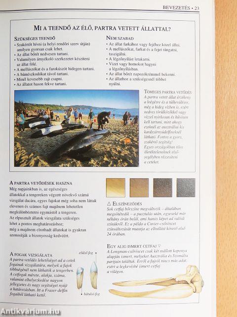 Bálnák és delfinek