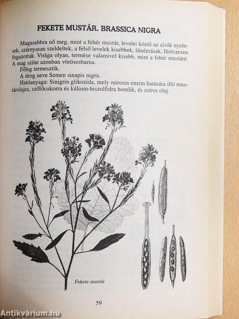 Gyógynövények mint háziszerek