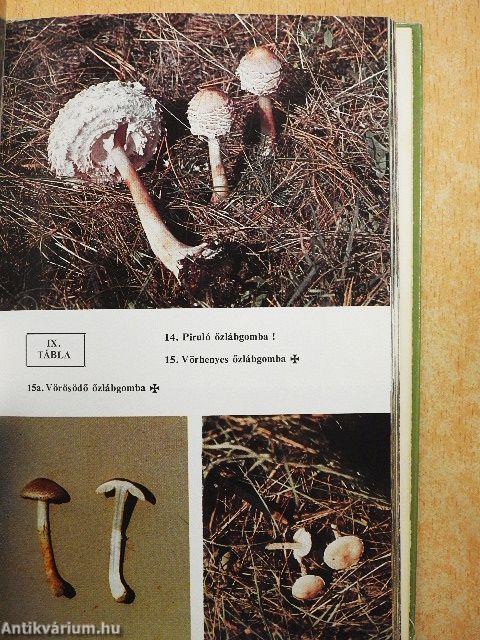 Ehető és mérges gombák