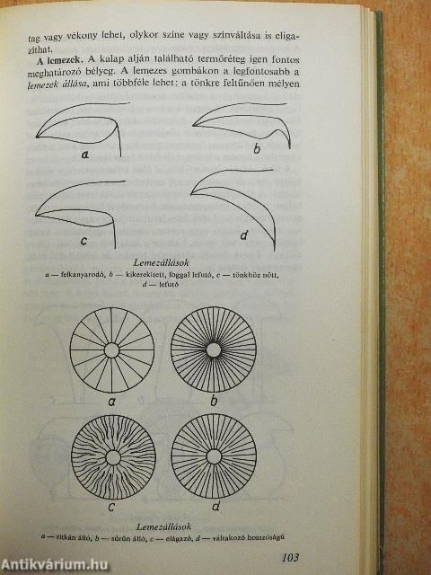 Ehető és mérges gombák
