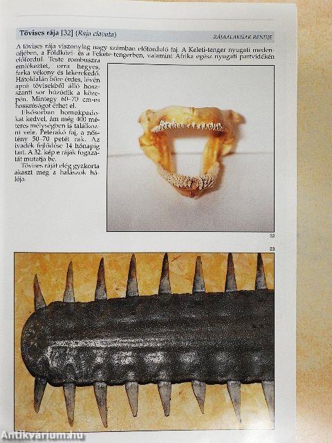 Édesvízi és tengeri halak