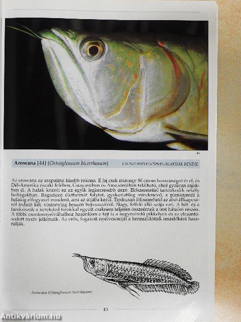 Édesvízi és tengeri halak