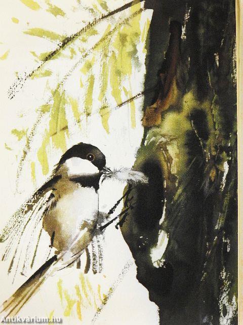 Tollas gömböcskék