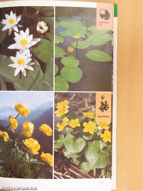 Közép-Európa vadvirágai